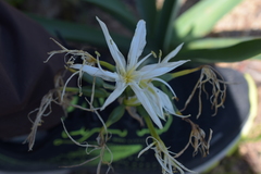 Pancratium