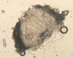 Pertusaria pustulata