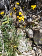 Coreocarpus arizonicus