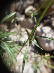 Coreocarpus arizonicus