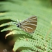 Barajo Hairstreak - Photo (c) eneaschr, some rights reserved (CC BY-NC)