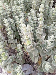 Pseudodictamnus acetabulosus