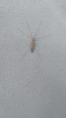 Amphineurus