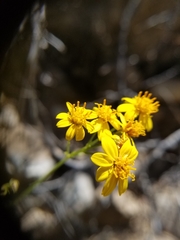 Coreocarpus arizonicus