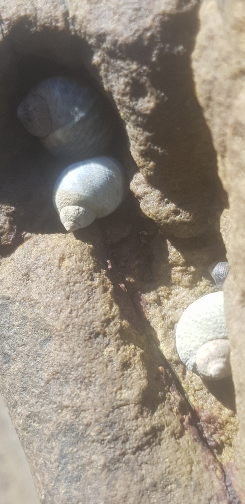 African Periwinkle