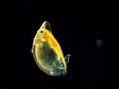 Graptoleberis testudinaria