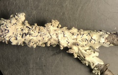 Hypotrachyna spumosa