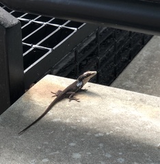 Anolis carolinensis