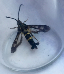Synanthedon bibionipennis