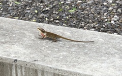 Anolis carolinensis