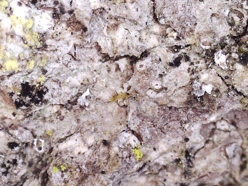 Ramonia microspora