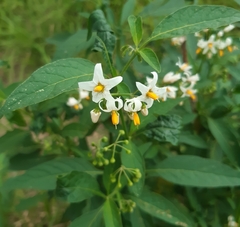 Solanum aloysiifolium