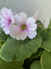 Primula obconica