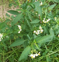 Solanum aloysiifolium