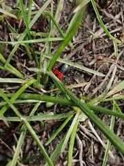 Prostemma aeneicolle