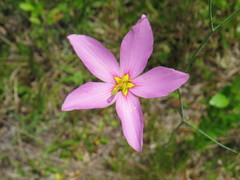 Sabatia grandiflora