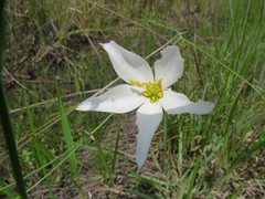 Sabatia grandiflora