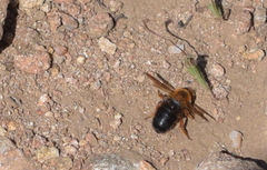 Megachile sicula