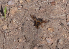 Megachile sicula