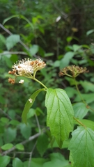 Viburnum scabrellum