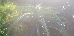 Aloe thraskii