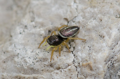 Heliophanus melinus