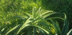 Aloe thraskii
