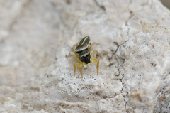 Heliophanus melinus