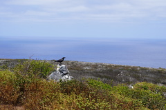 Corvus corax sinuatus