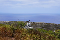 Corvus corax sinuatus
