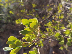 Fraxinus greggii