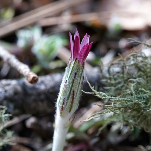 Image of Leibnitzia lyrata by (c) Andrew Tree, some rights reserved (CC BY)