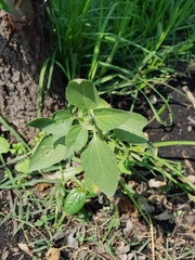 Talinaceae