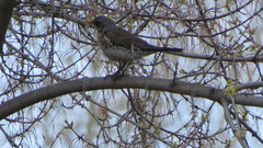Turdus pilaris