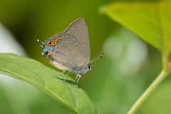 Satyrium edwardsii