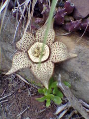 Orbea variegata