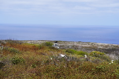 Corvus corax sinuatus