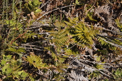 Pteridium aquilinum capense