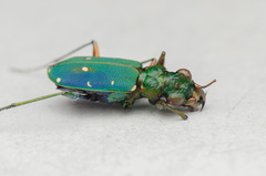 Cicindela campestris