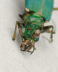 Cicindela campestris