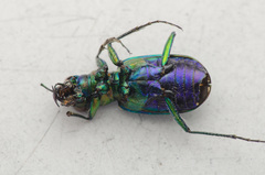 Cicindela campestris