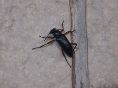 Strongylium erythrocephalum