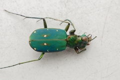 Cicindela campestris