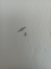 Menemerus bivittatus