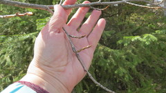 Populus tremula