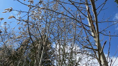 Populus tremula