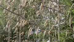 Populus tremula