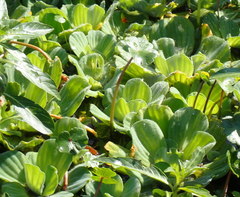 Pistia stratiotes image