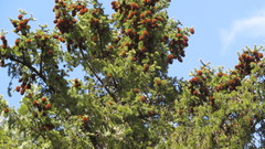 Picea obovata