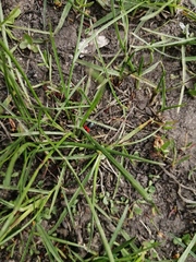 Prostemma aeneicolle